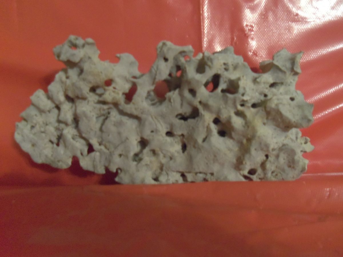 Tennessee Texas Holey Limestone Aquarium Fish Cichlid Reptile