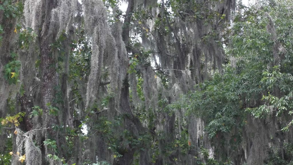 Pounds lb Spanish Moss Live Oak Trees Tillandsia Usneoides Cleaned