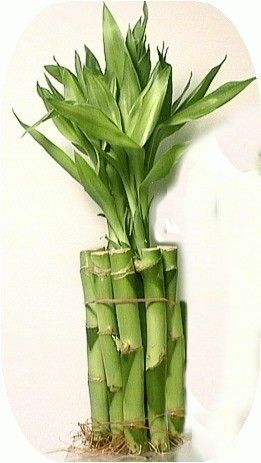 Lucky Bamboo 10 Stalks of 4 Straights