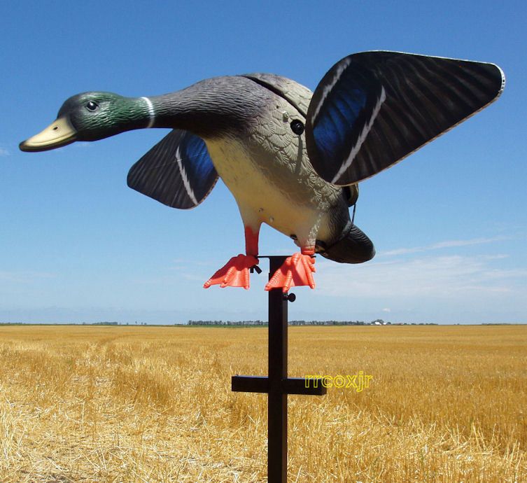 Edge by Expedite Lucky Hot Shot Mallard Duck Motorized Motion Spinning