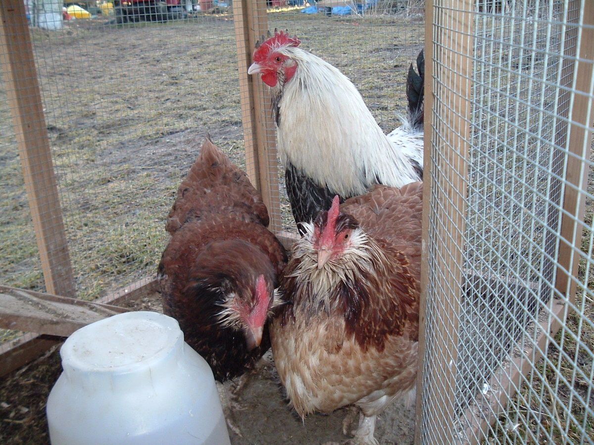 RARE Salmon Faverolle Chicken Hatching Eggs