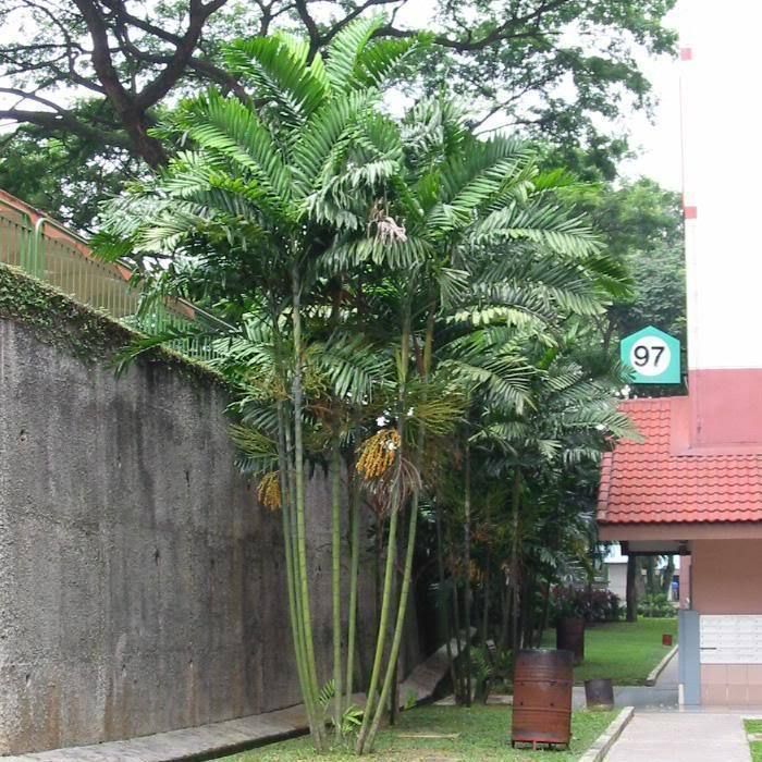 MacArthur Palm Tree 12 18+ inch XL size LIVE Plant from Papua New