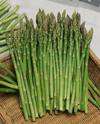 Vegetable Seeds Asparagus Mary Washington Garden Seed