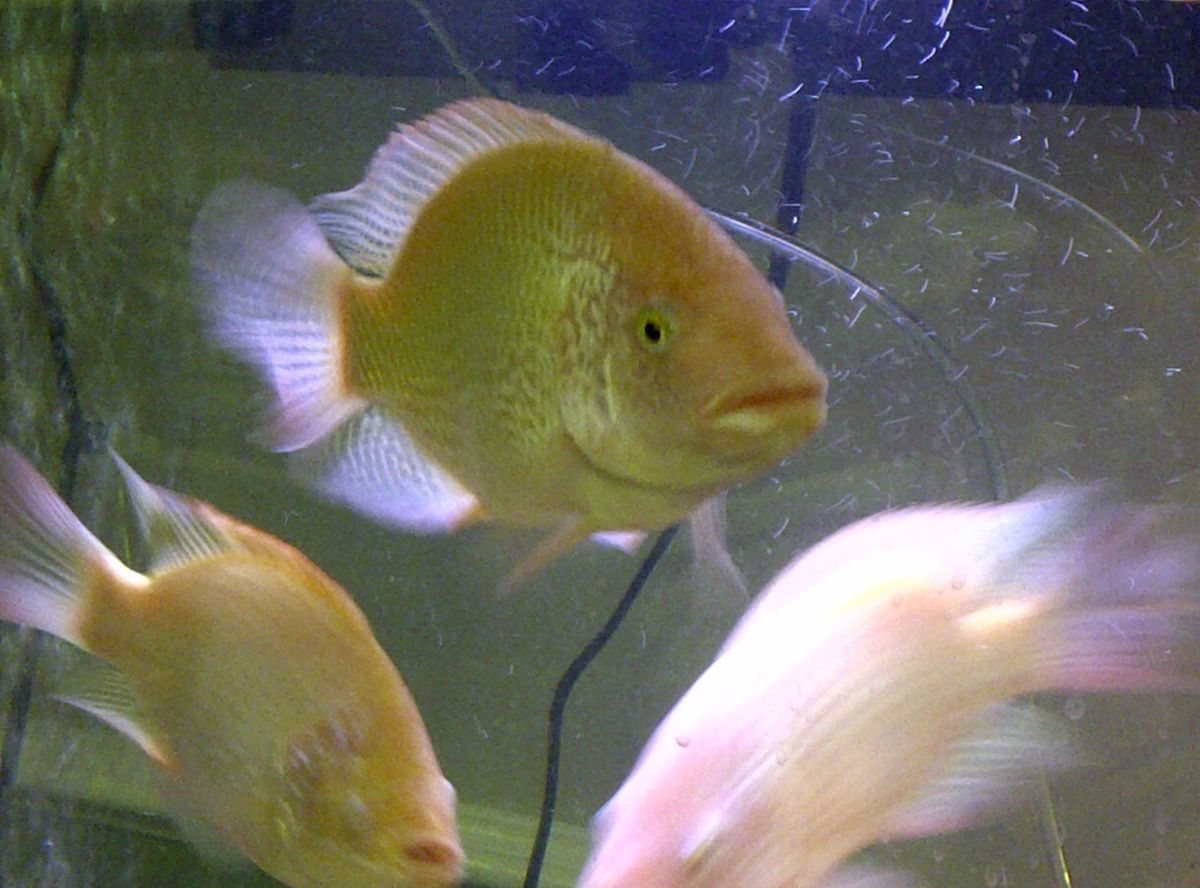 20 Lot 0 75 Live Hawaiian Gold Tilapia Fry