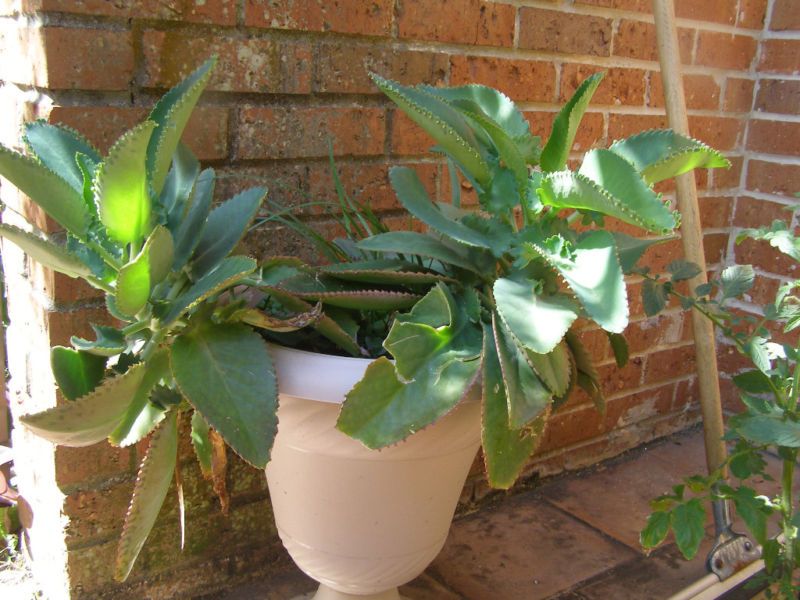 Mexican Hat Kalanchoe Rooted 1 Plant