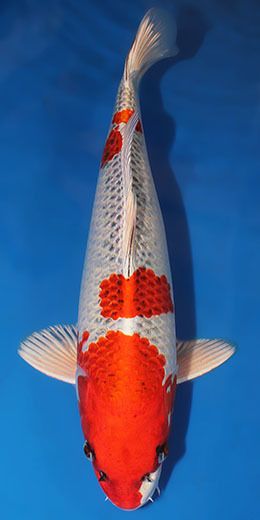 16 Kujyaku Live Koi Fish Kodama Koi