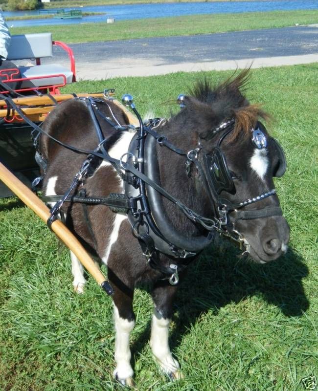 Ultimate Mini Miniature Horse Biothane Parade Harness