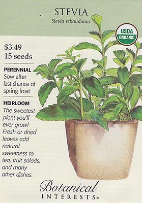 Stevia   15 Seeds   Organic Heirloom Seed