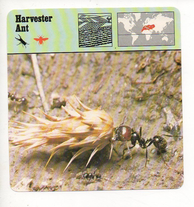 Harvester Ant   Cultivated Land Animal Safari Card