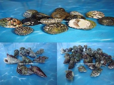 10 NASSARIUS/10 CERITH /10 NERITE /REEF AQUARIUM/ SALTWATER FISH TANK