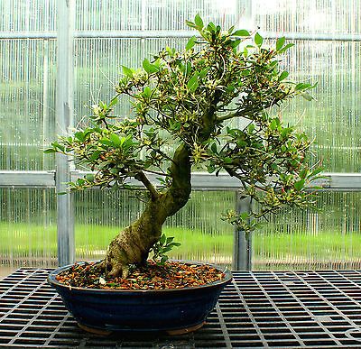 Bonsai Tree Specimen Satsuki Azalea SAST 507D