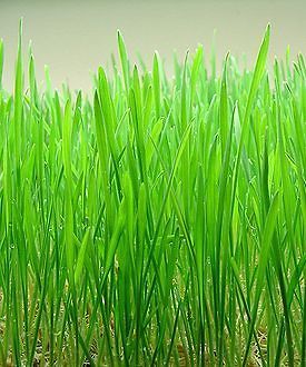 wheat, WHEATGRASS, catgrass, 1/2 lb seeds GroCo