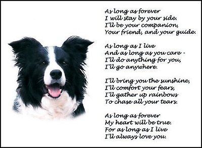 New BORDER COLLIE print FOREVER art poem