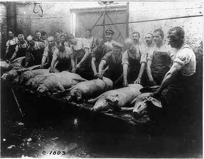 Hogs for German army,butchers, table,dead animals,swine, pigs,food