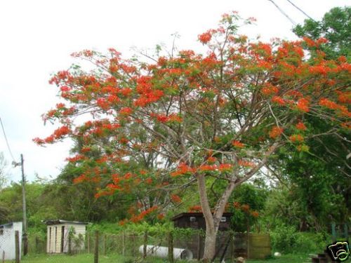 Delonix regia   Royal Poinciana RED Pkt 1000 seeds