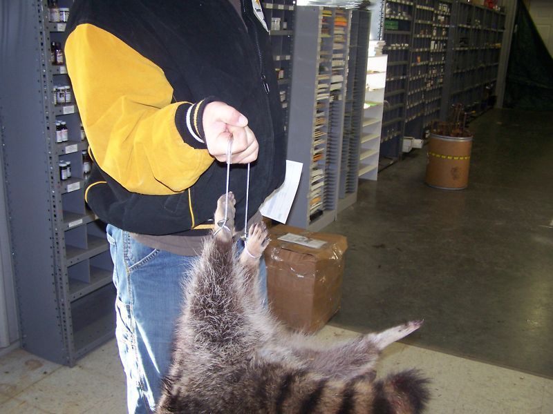 Critter Carrier, coon hunting, beaver, traps trapping